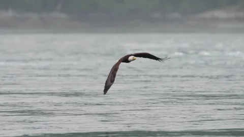 A eagle flying over the ocean in British Columbia Canada Video stock 321284320