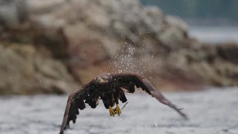 A eagle flying over the ocean in British Columbia Canada Video stock 321284444