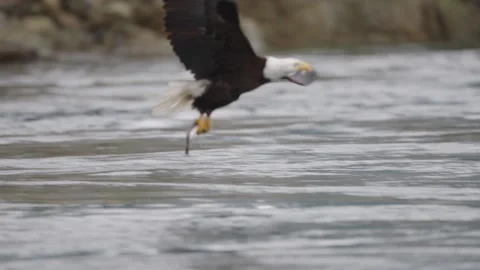 A eagle flying over the ocean in British Columbia Canada Video stock 321284499