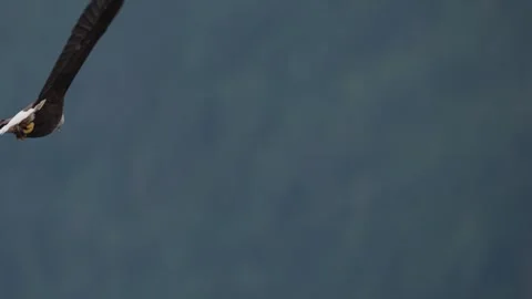 A eagle flying over the ocean in British Columbia Canada Video stock 321284864