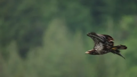 An eagle flying over the ocean in British Columbia Canada Stock Footage 322513560