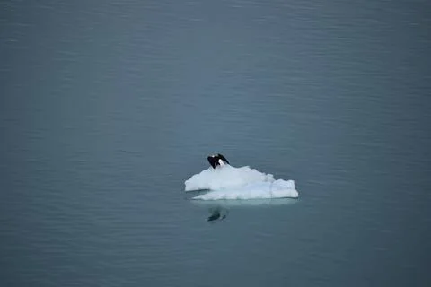 Eagle flying over the ocean Stock Photos