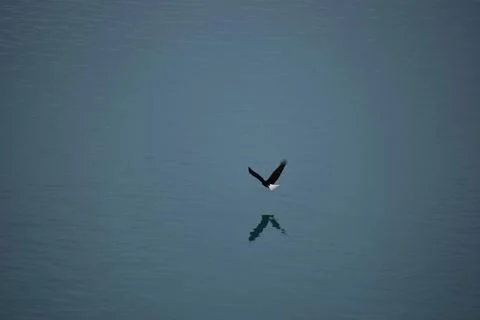 Eagle flying over the ocean Stock Photos