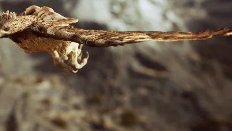 Eagle flying over rocky terrain during daylight in a natural setting Stock Footage 339501492