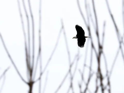 Eagle Flying Past Trees in Winter Stock Photos
