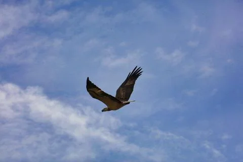 EAGLE FLYING Stock Photos