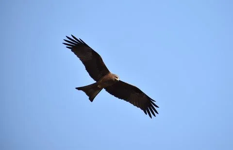 Eagle flying Stock Photos
