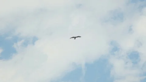 Eagle flying in the sky.The bird flies in the cloudy sky.Slow motion Stock Footage 112118529