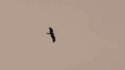 An eagle flying in the sky in Dakar, Senegal, West Africa 스톡 동영상 331166511