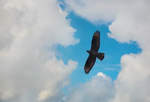 Eagle flying in the sky Stock Photos