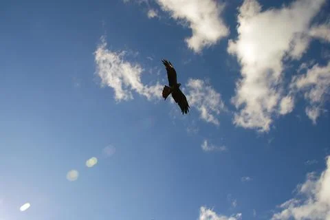 Eagle flying in the sky Stock Photos