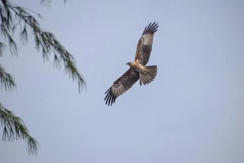 Eagle flying in the sky Stock Photos