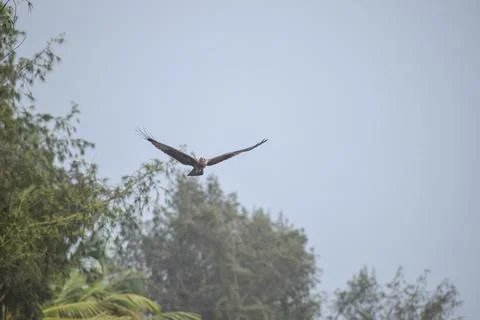 Eagle flying in the sky Stock Photos