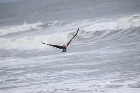 Eagle flying in the sky Stock Photos