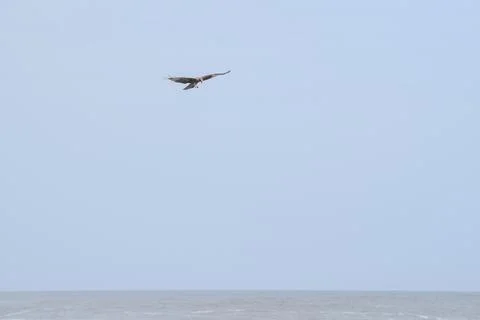 Eagle flying in the sky Stock Photos