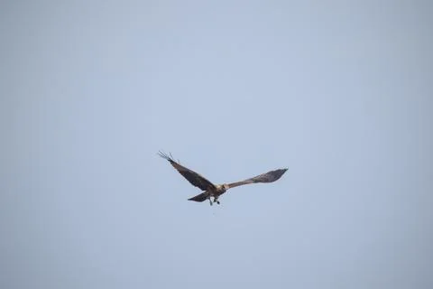 Eagle flying in the sky Stock Photos