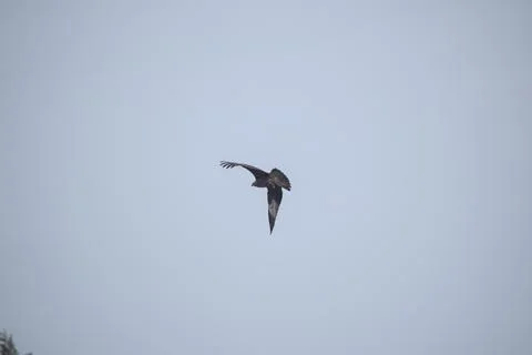 Eagle flying in the sky Stock Photos