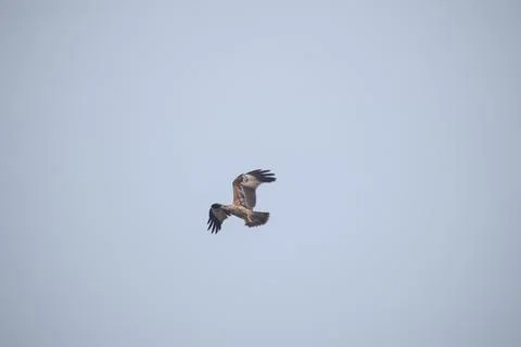 Eagle flying in the sky Stock Photos