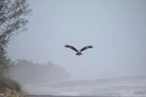 Eagle flying in the sky Stock Photos