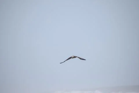 Eagle flying in the sky Stock Photos