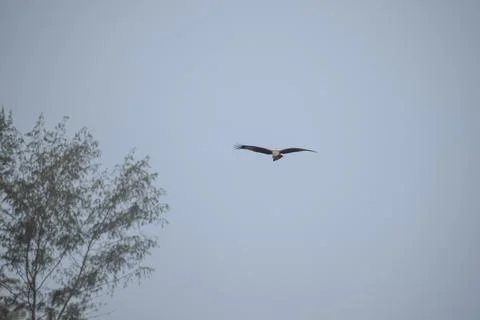 Eagle flying in the sky Stock Photos