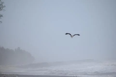 Eagle flying in the sky Stock Photos