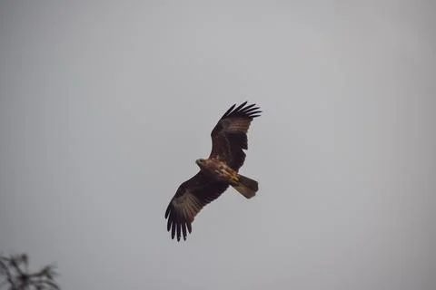 Eagle flying in the sky Stock Photos