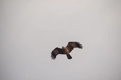 Eagle flying in the sky Stock Photos