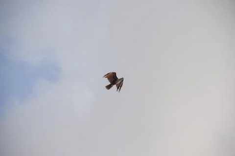 Eagle flying in the sky Stock Photos