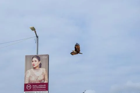 Eagle flying in the sky Stock Photos