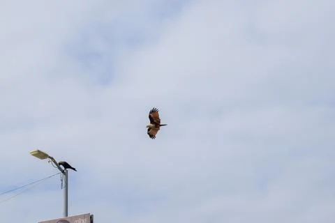 Eagle flying in the sky Stock Photos