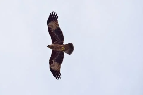 Eagle flying in the sky Stock Photos