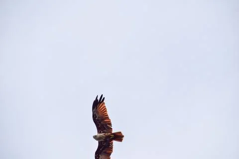 Eagle flying in the sky Foto stock