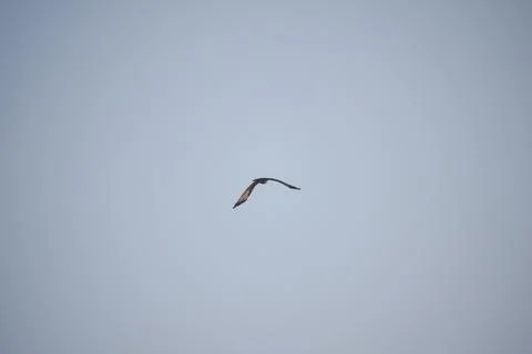 Eagle flying in the sky Stock Photos