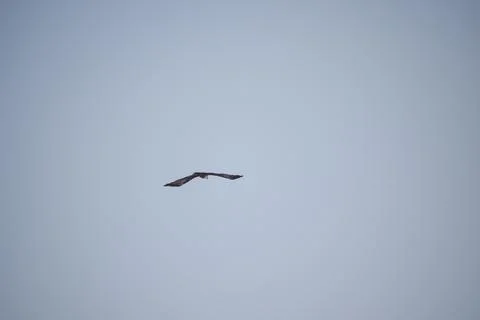 Eagle flying in the sky Stock Photos