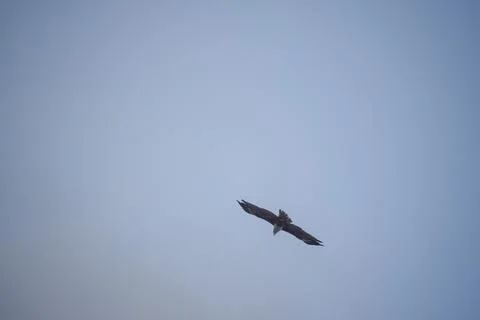 Eagle flying in the sky Stock Photos