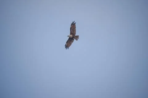 Eagle flying in the sky Stock Photos