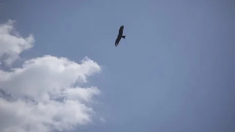 Eagle flying in sky, slow motion. Stock Footage
