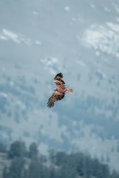An eagle flying in the sky, spread its wings Stock Photos