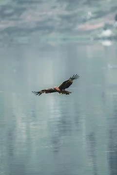 An eagle flying in the sky, spread its wings Stock Photos