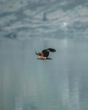 An eagle flying in the sky, spread its wings Stock Photos