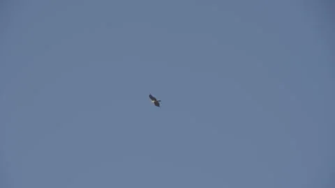 Eagle flying in slow motion Stock Footage 166709373