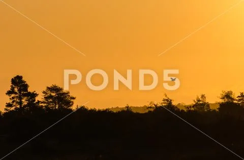 Eagle flying by sunrise in a silhouetted landscape Stock Photos