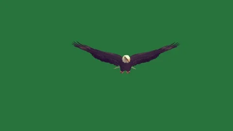 An eagle flying through the air on a and in isolated isolated on green screen Stock Footage 336893298