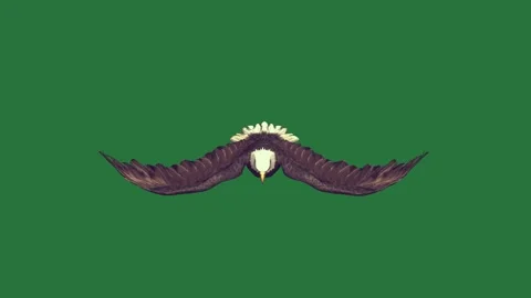 An eagle flying through the air on a and in bird isolated isolated on green Stock Footage 336893300