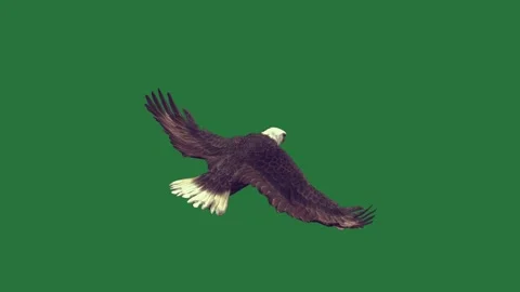 An eagle flying through the air on a and in bird sky isolated isolated on Video stock 336893306