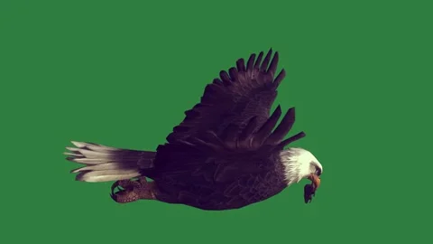An eagle flying through the air on a and in is bald flight against isolated Stock Footage 336893311