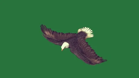 An eagle flying through the air on a and in isolated isolated on green screen Stock Footage 336893321