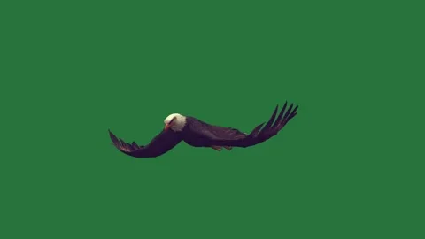 An eagle flying through the air on a green screen and bird flies animated Video stock 335122312