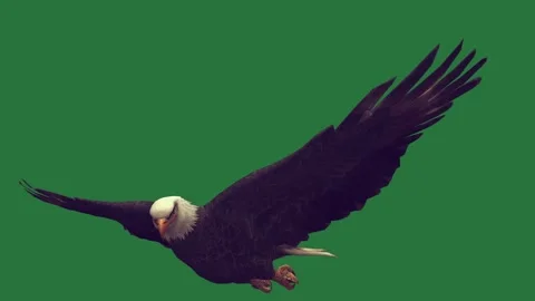 An eagle flying through the air on a green screen and in animated chromakey Video stock 335122313